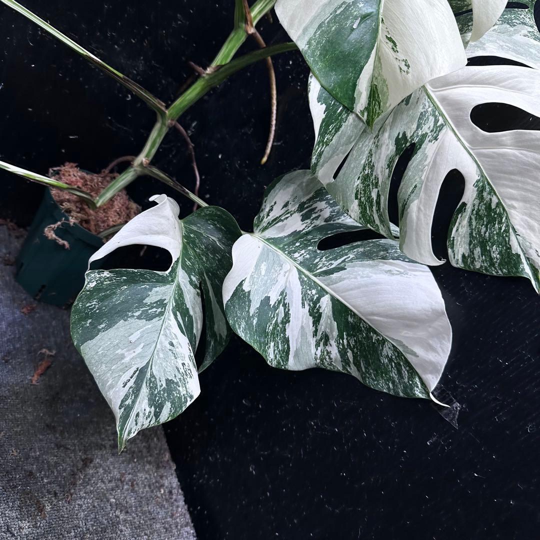 タ*子様 斑入りモンステラ ホワイトタイガー極美大株64cm白斑多