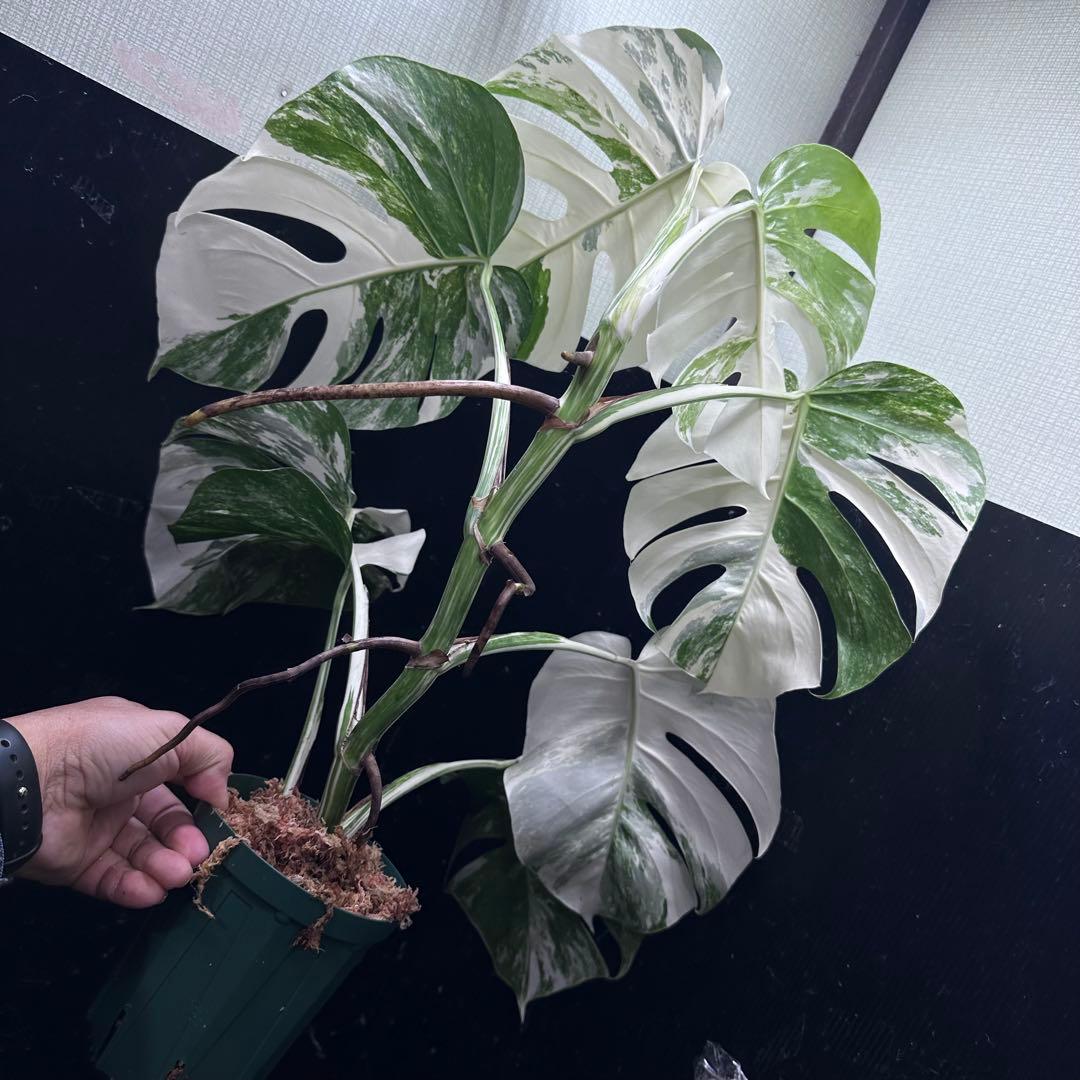 タ*子様 斑入りモンステラ ホワイトタイガー極美大株64cm白斑多