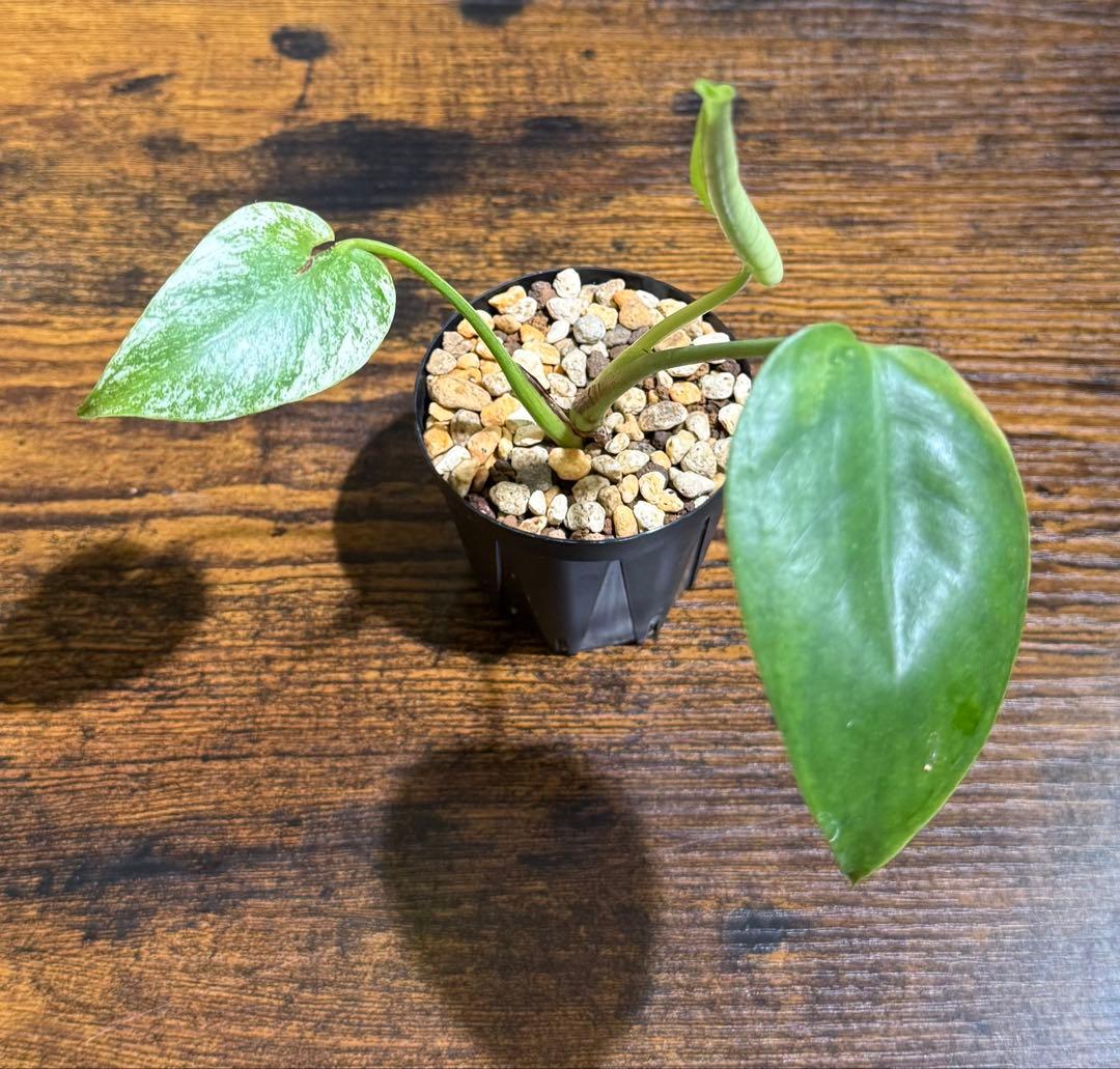 早いもの勝ちモンステラデリシオーサホワイトモンスター斑入り観葉植物