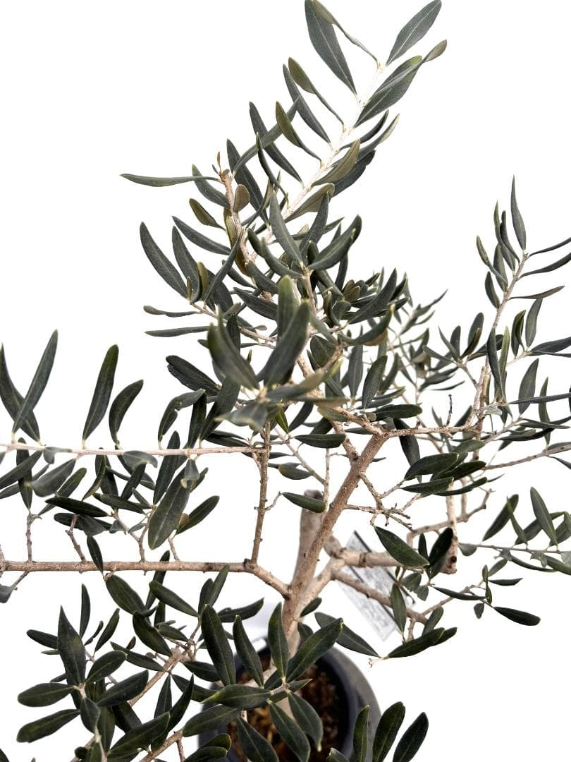 オリーブの木　ハーディーズマンモス　8号　約130cm　K-237　希少　現品