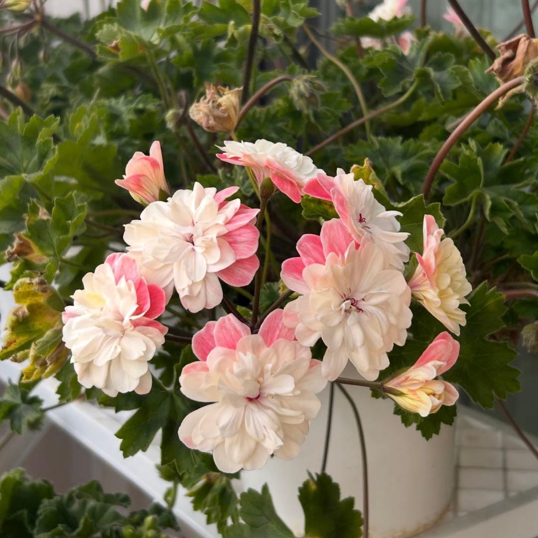 レア品種ゼラニウム　海外品種ゼラニウム　希少品種ゼラニウム