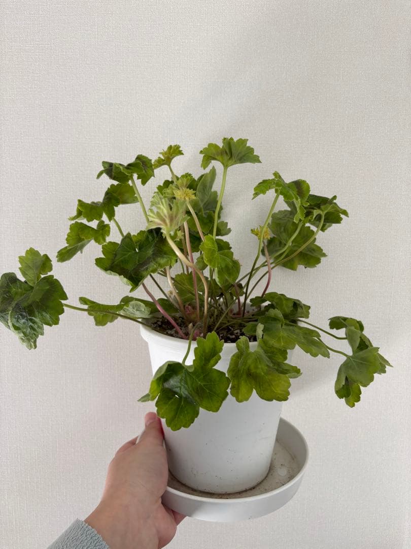 レア品種ゼラニウム　海外品種ゼラニウム　希少品種ゼラニウム