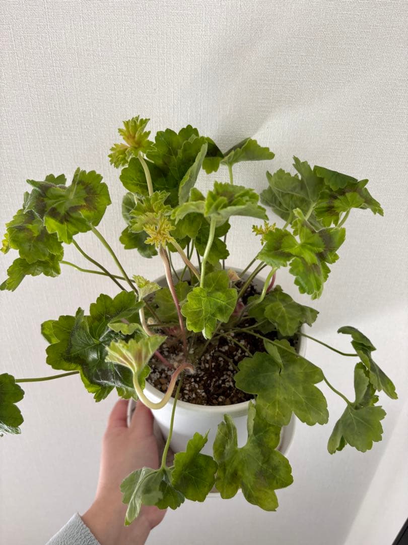 レア品種ゼラニウム　海外品種ゼラニウム　希少品種ゼラニウム