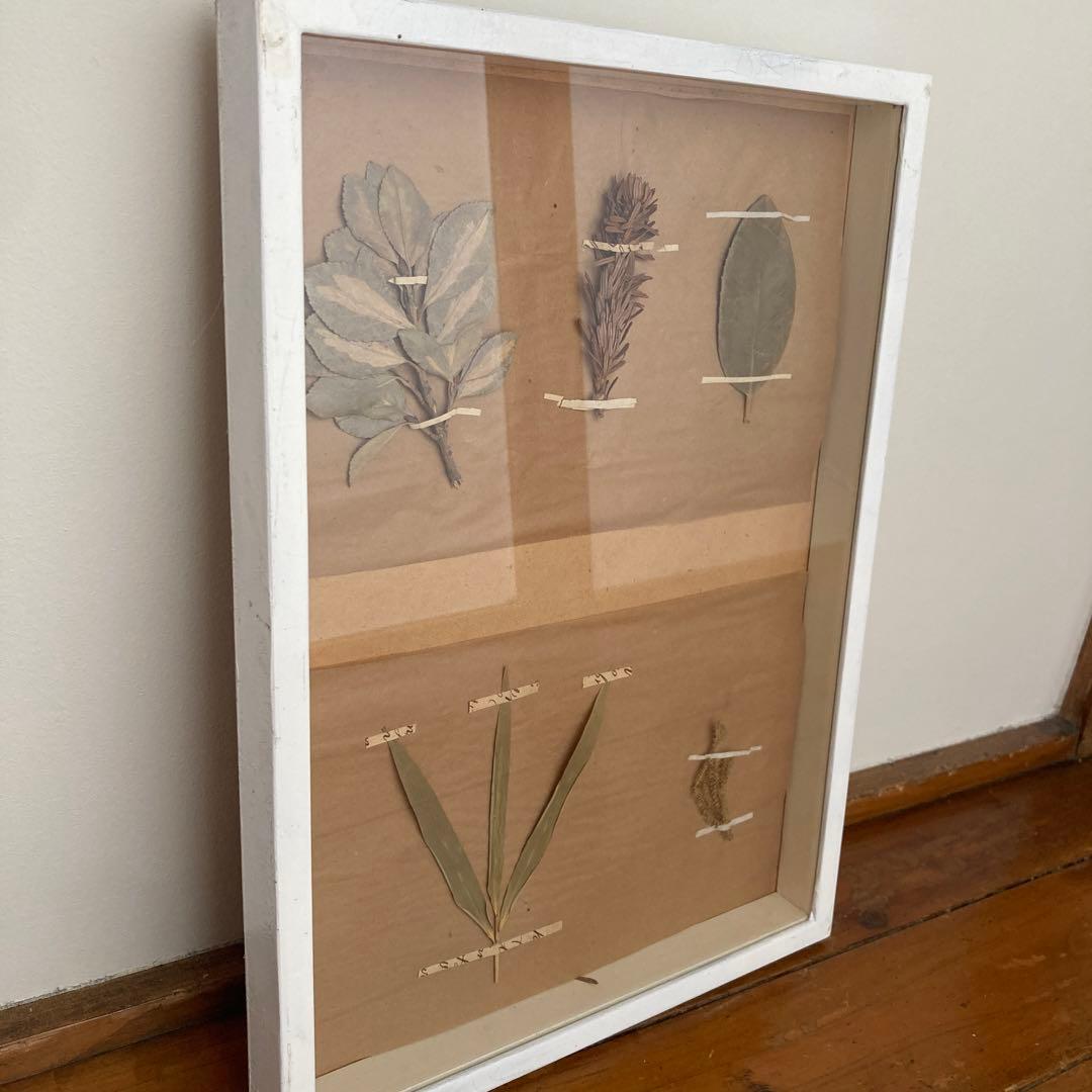 パリ　フランス製　アンティーク　押し花　ビンテージ　葉のボックスコラージュ 2