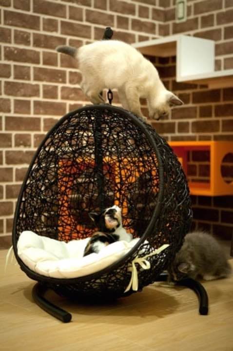 ☆新品未使用☆  愛犬 愛猫用 チェアー