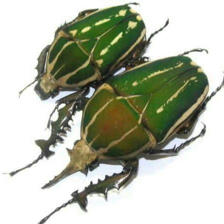 南コンゴ産 ポギーオオツノカナブン f. refino ペア 84mm 58mm