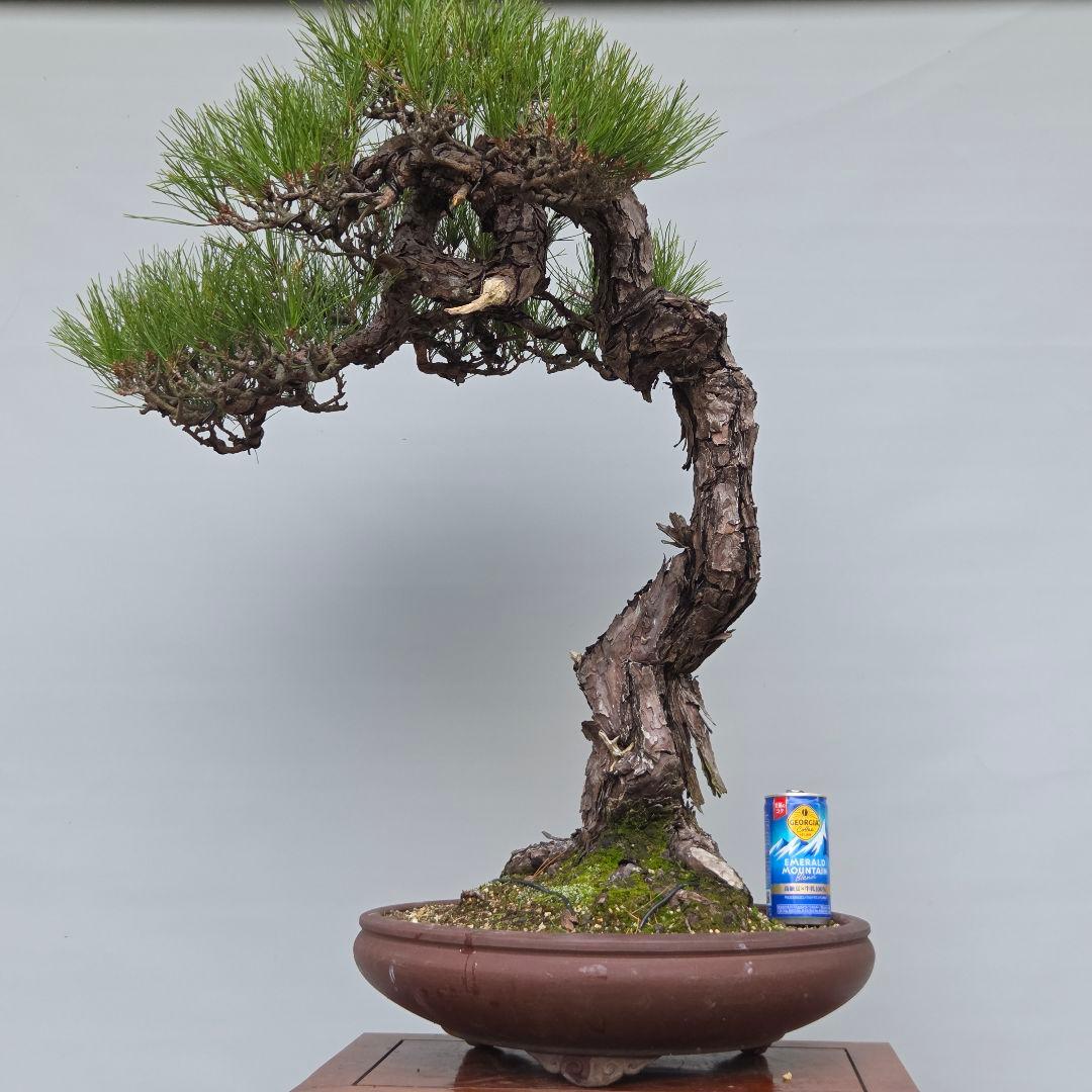 赤松　[捻幹模様木]　大品盆栽