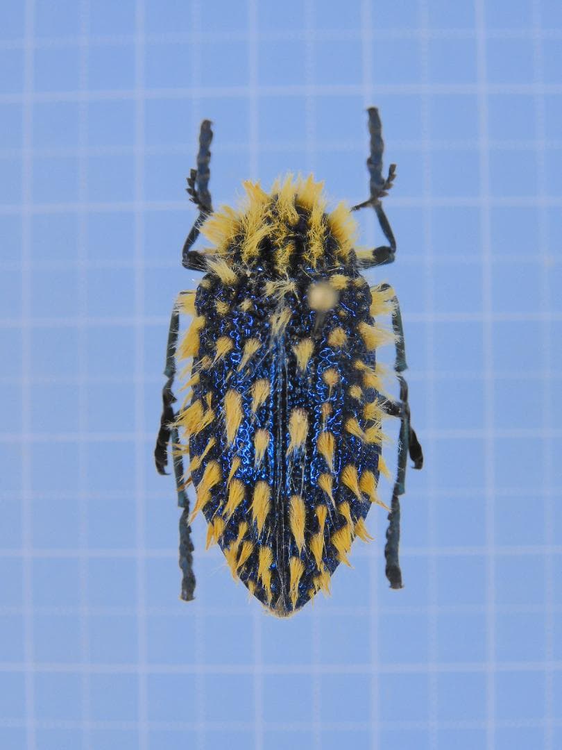 標本 RSA Julodis viridipes 27mm