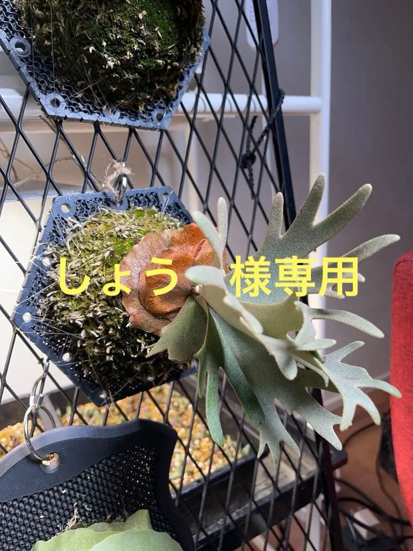 しょう→P.willinckii nano spore ナノ スポア