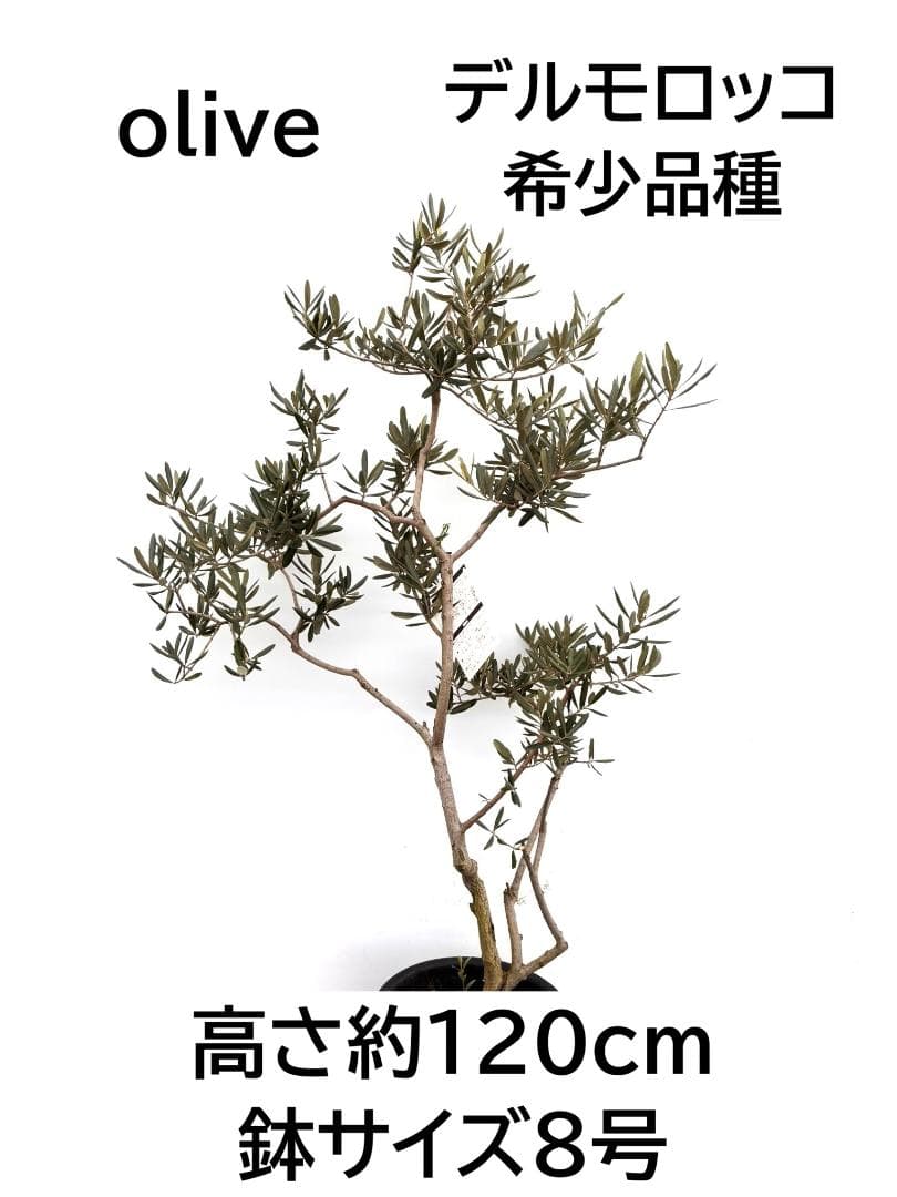 オリーブの木　デルモロッコ　8号　約120cm　K-323　希少品種　現品掲載