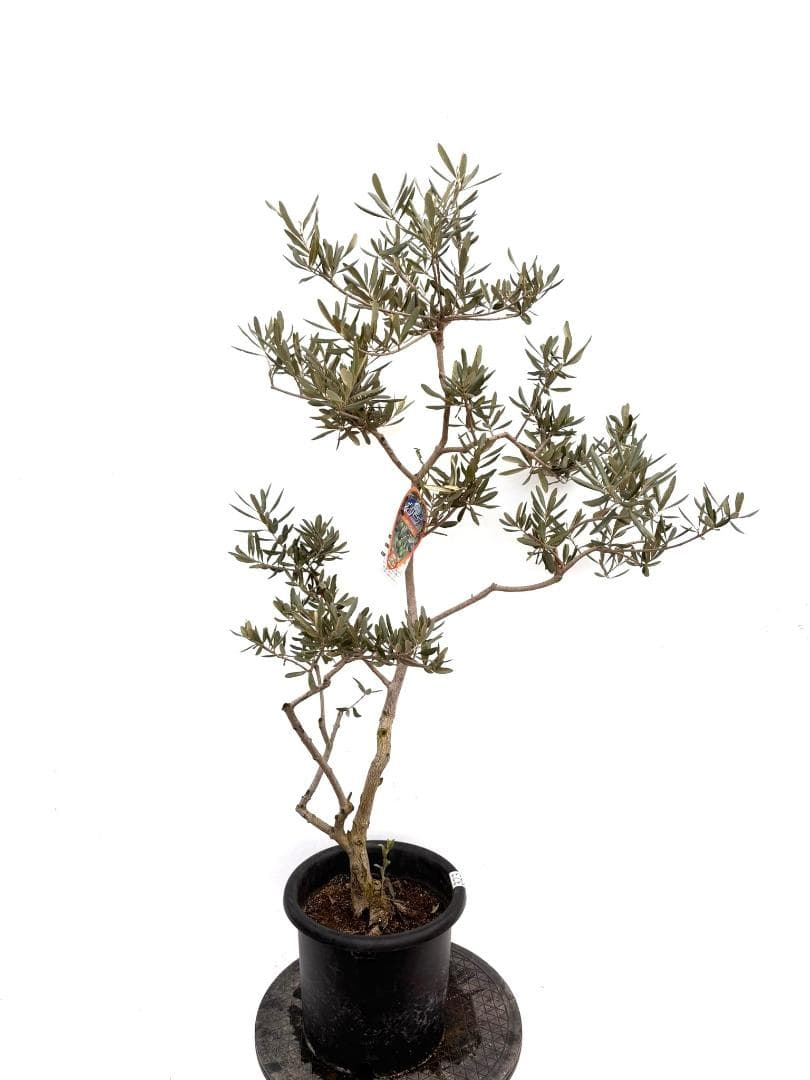 オリーブの木　デルモロッコ　8号　約120cm　K-323　希少品種　現品掲載