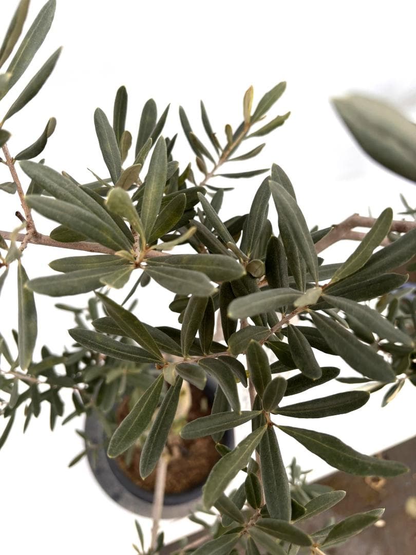 オリーブの木　デルモロッコ　8号　約120cm　K-323　希少品種　現品掲載