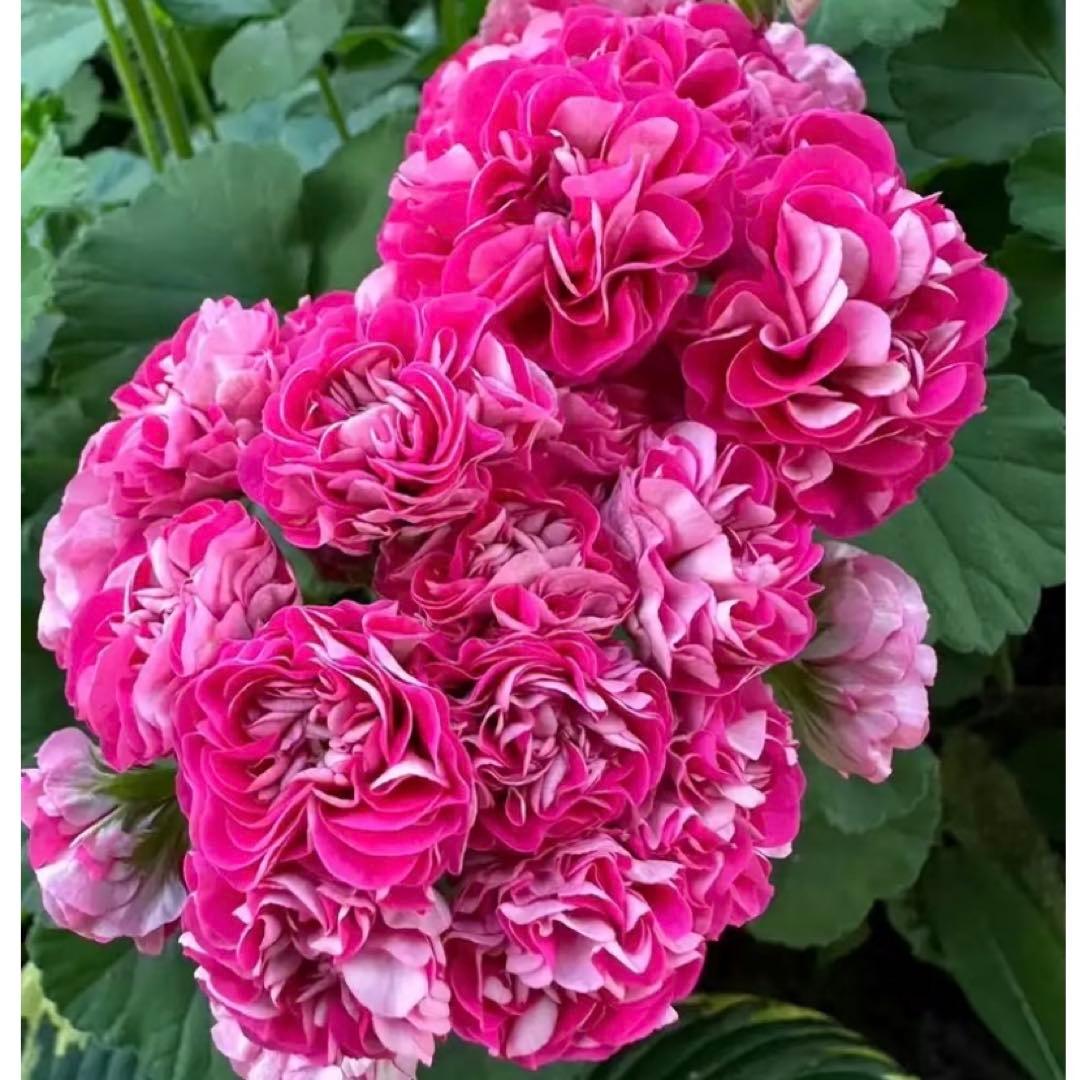 ふりふり咲きゼラニウム　レア品種ゼラニウム　希少ゼラニウム　Praline01