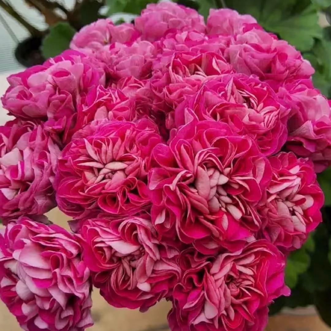 ふりふり咲きゼラニウム　レア品種ゼラニウム　希少ゼラニウム　Praline01