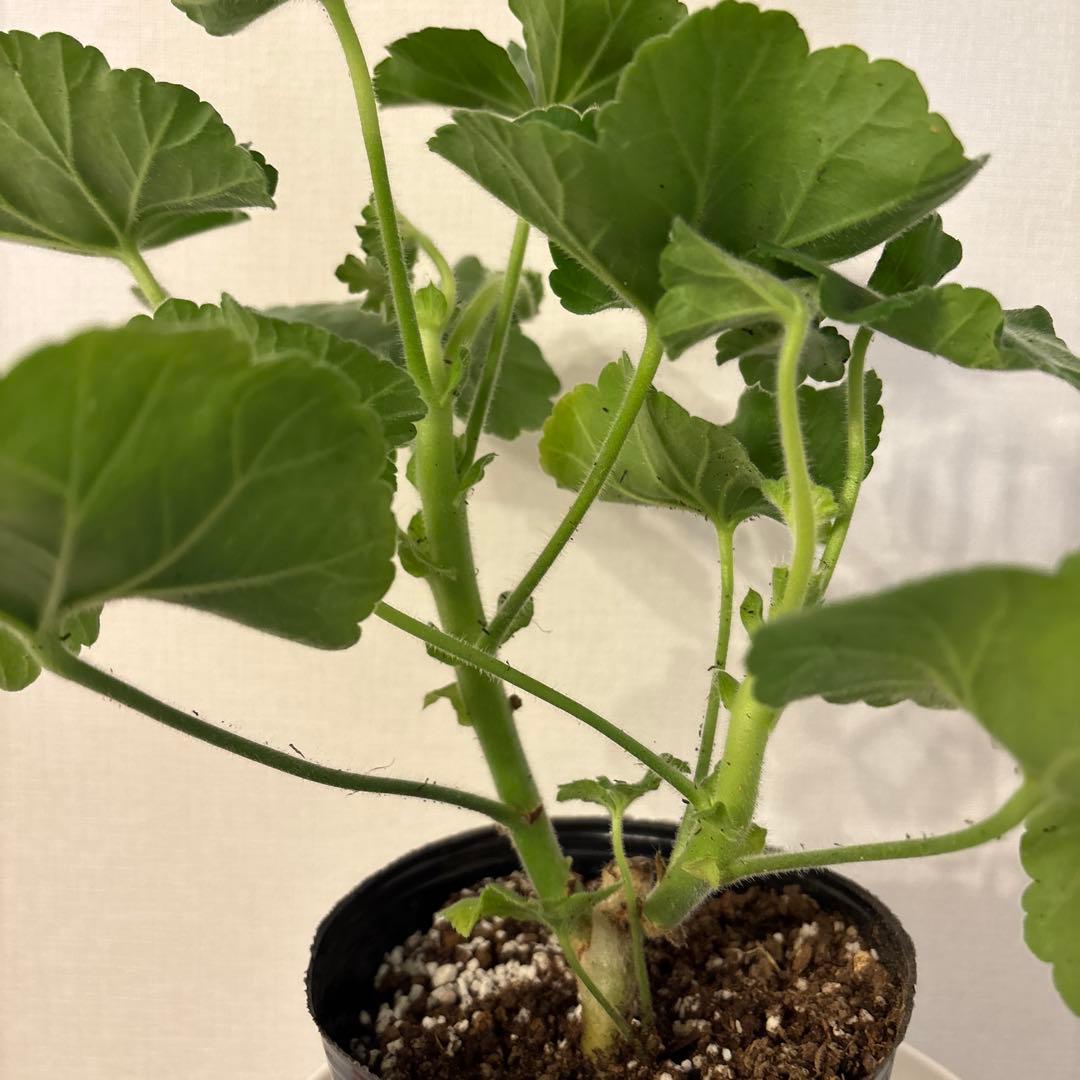 ふりふり咲きゼラニウム　レア品種ゼラニウム　希少ゼラニウム　Praline01