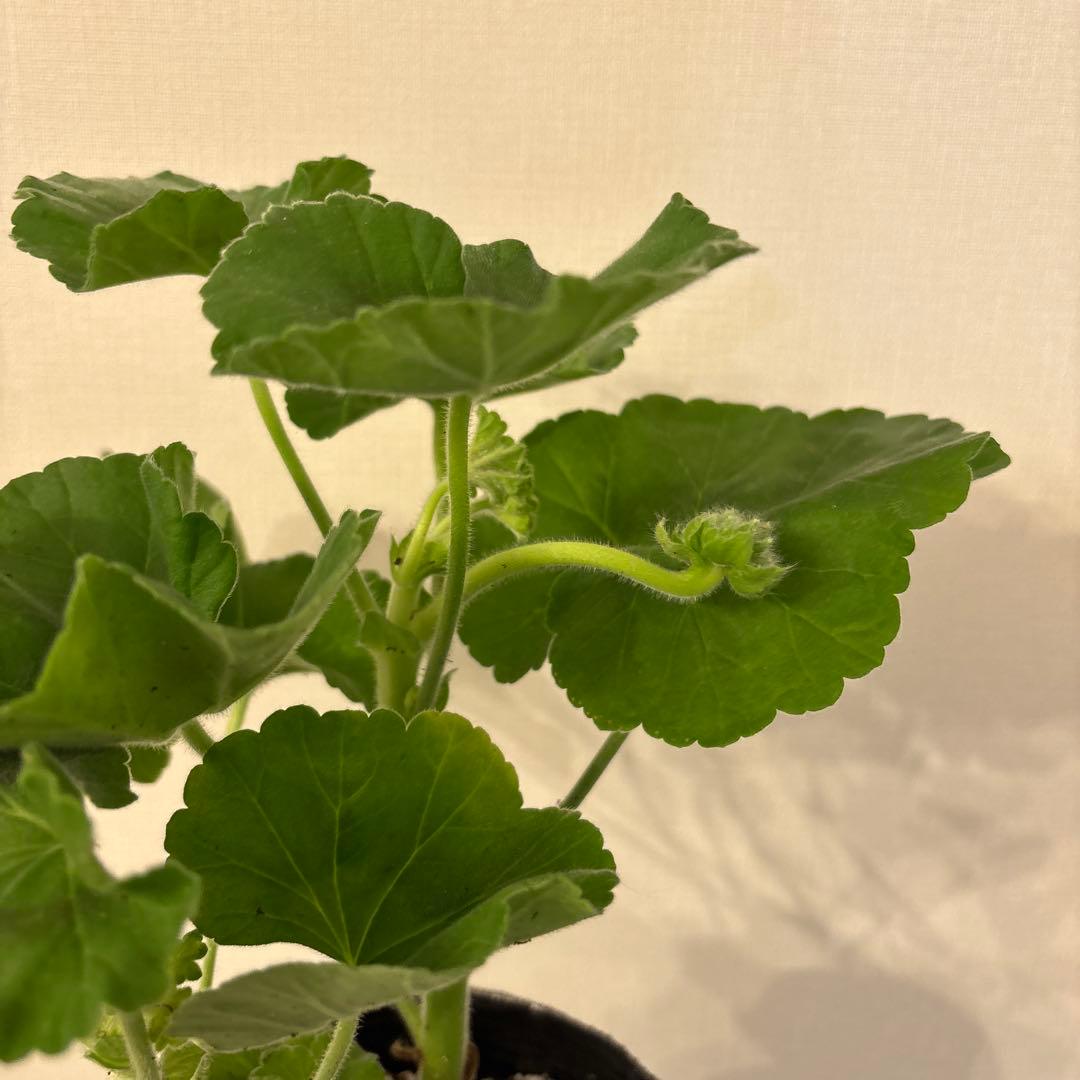 ふりふり咲きゼラニウム　レア品種ゼラニウム　希少ゼラニウム　Praline01