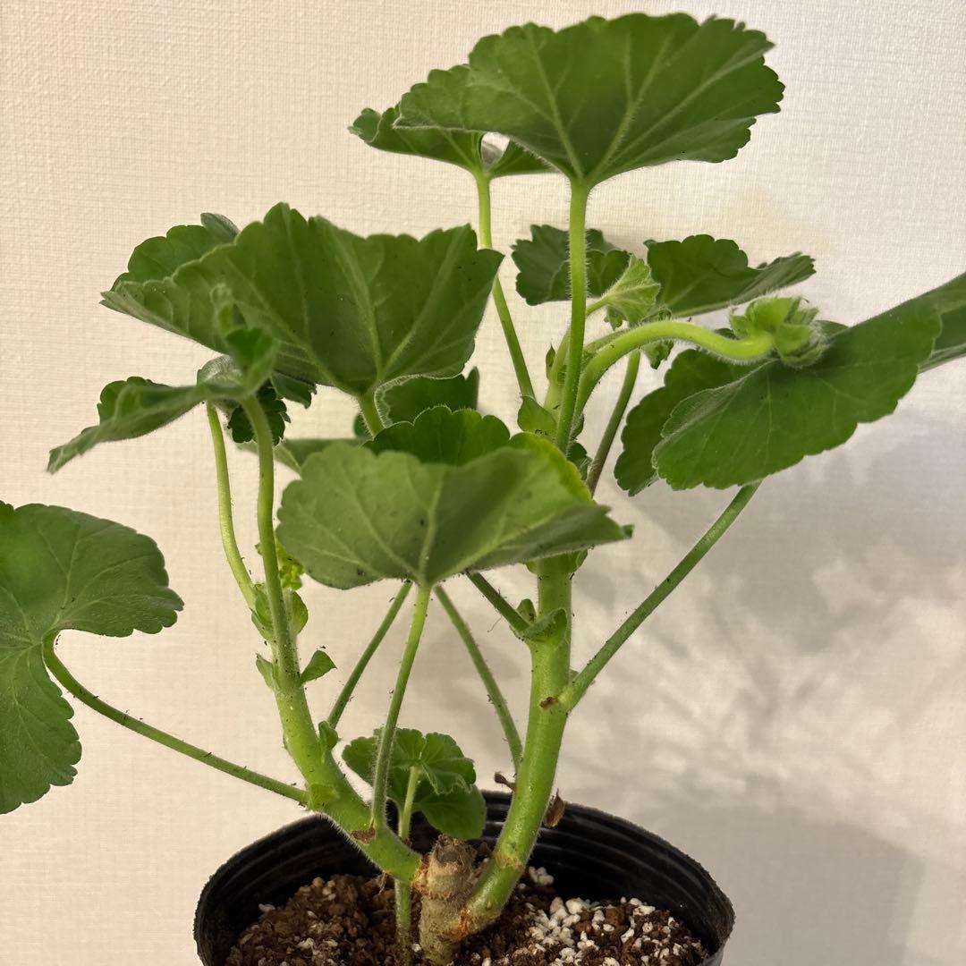 ふりふり咲きゼラニウム　レア品種ゼラニウム　希少ゼラニウム　Praline01