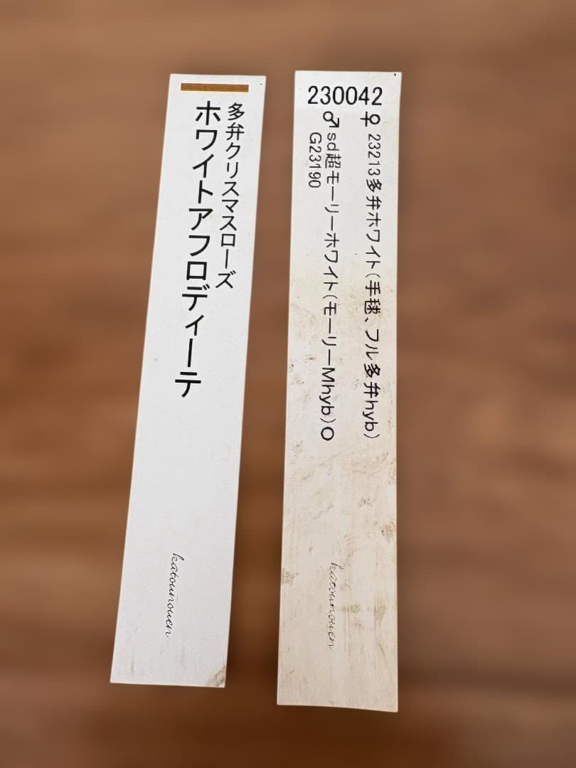 認定　ホワイトアフロディーテ　クリスマスローズ開花株