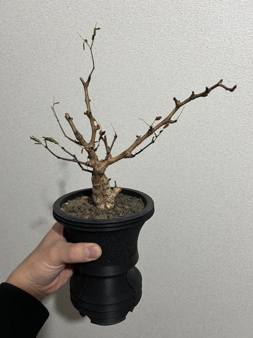 センナメリディオナリス