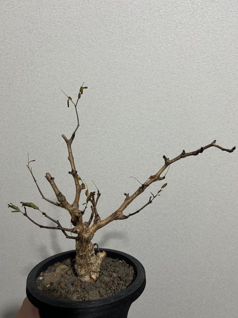 センナメリディオナリス