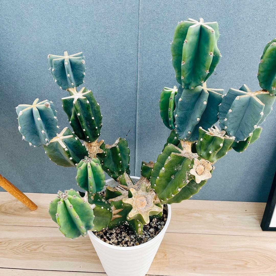 ［現品］16番　柱サボテン　鬼面角 ブランチ　8号　多肉植物　おしゃれ　人気