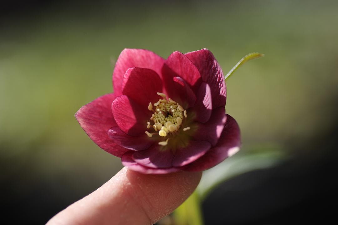 クリスマスローズ 開花実績株 クリアレッド