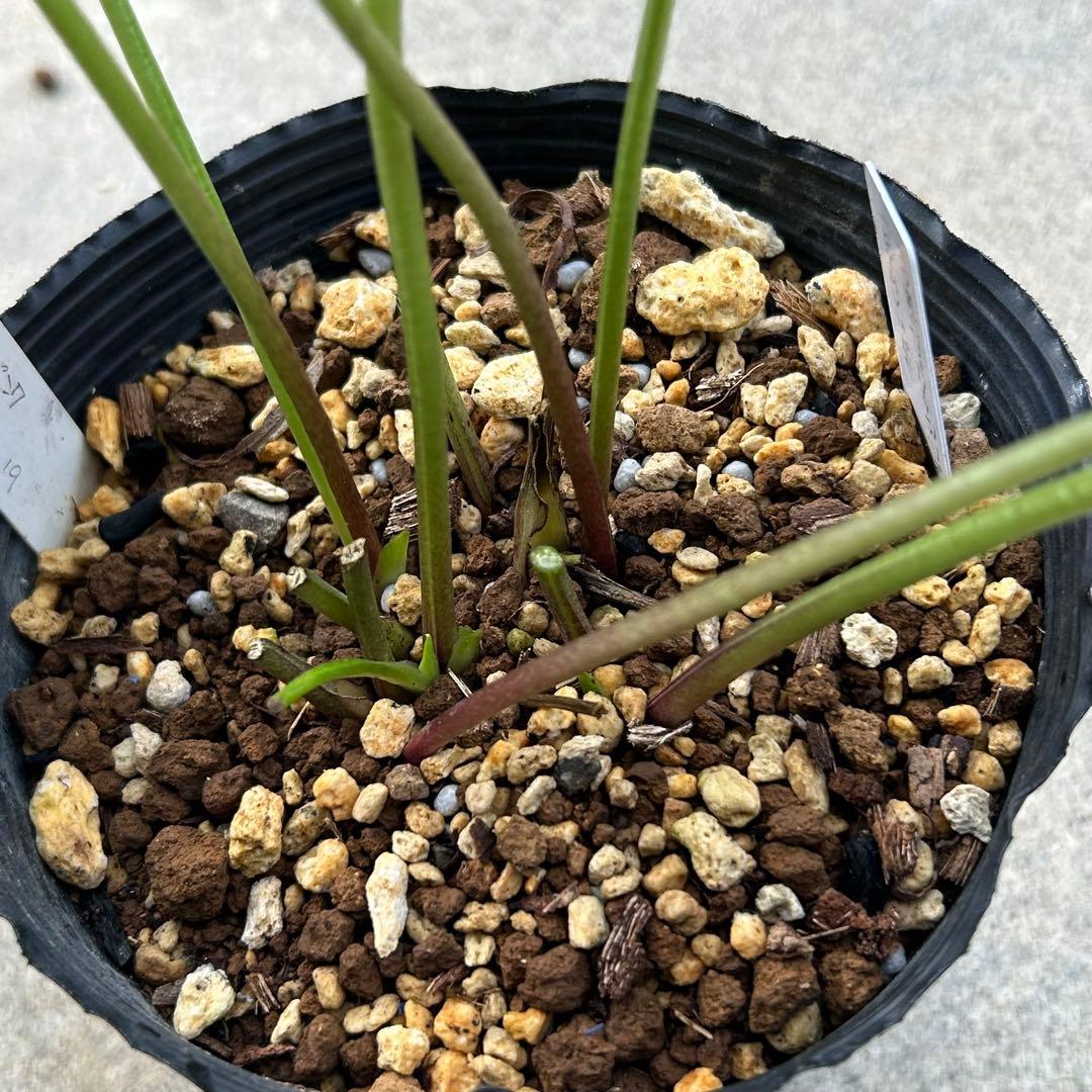 クリスマスローズ 開花実績株 クリアレッド