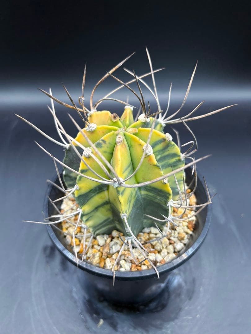 大鳳玉錦 自根 大鳳玉 アストロフィツム