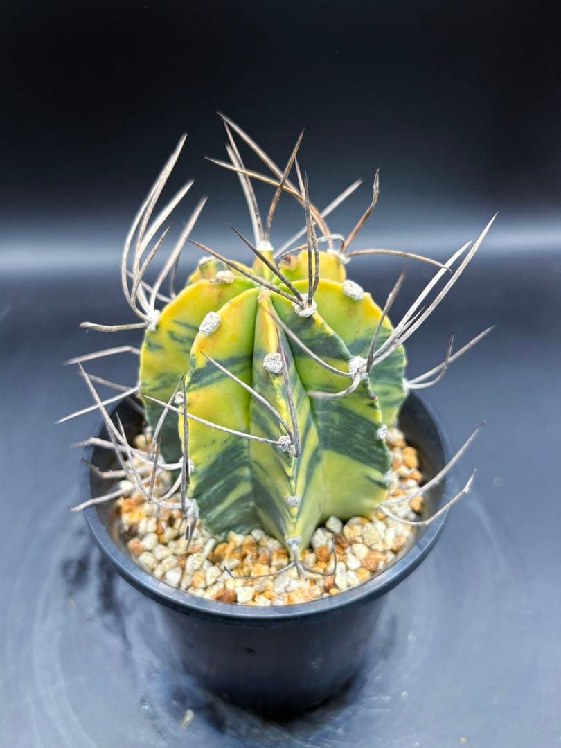 大鳳玉錦 自根 大鳳玉 アストロフィツム