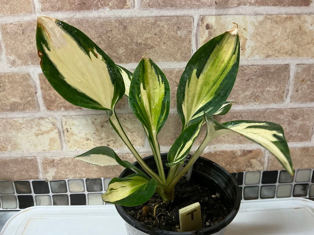 ホスタ　✨大人気のロイヤリスト✨