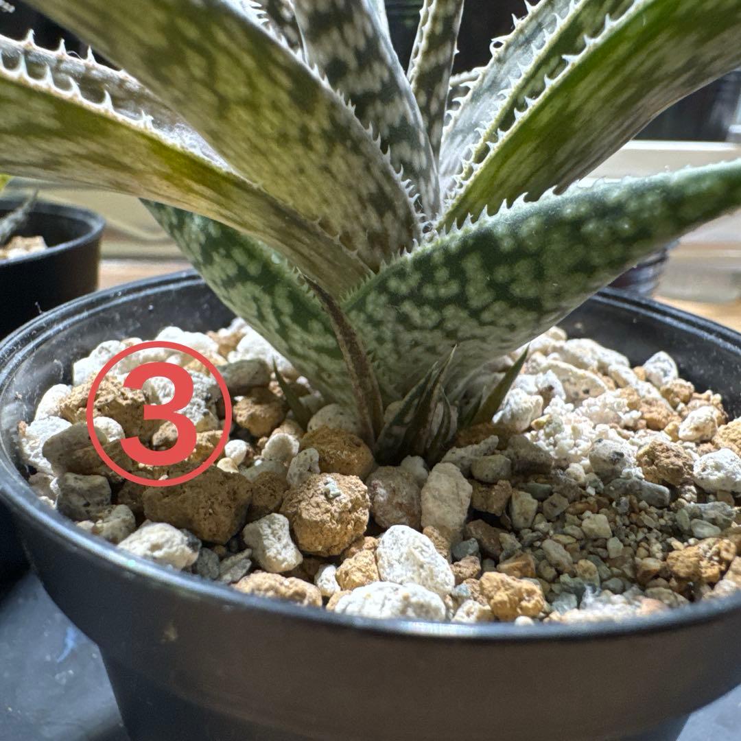 ※購入不可 確認用 アロエハイブリッド