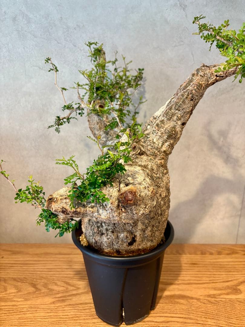 【お正月セール　塊根１５cm】オペルクリカリア　パキプス　発根済み