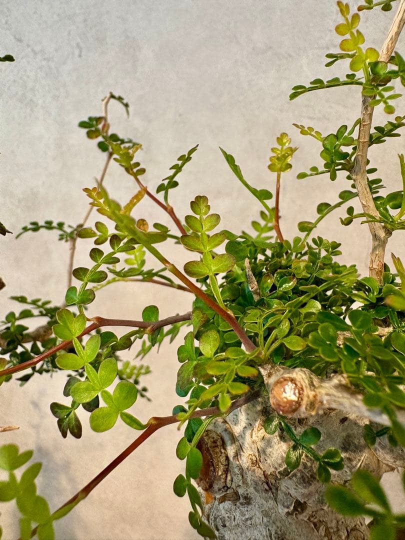 【お正月セール　塊根１５cm】オペルクリカリア　パキプス　発根済み