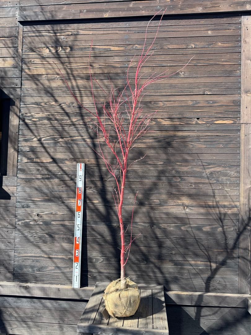 モミジ/サンゴカク（珊瑚閣 ）【現品発送】管理80037