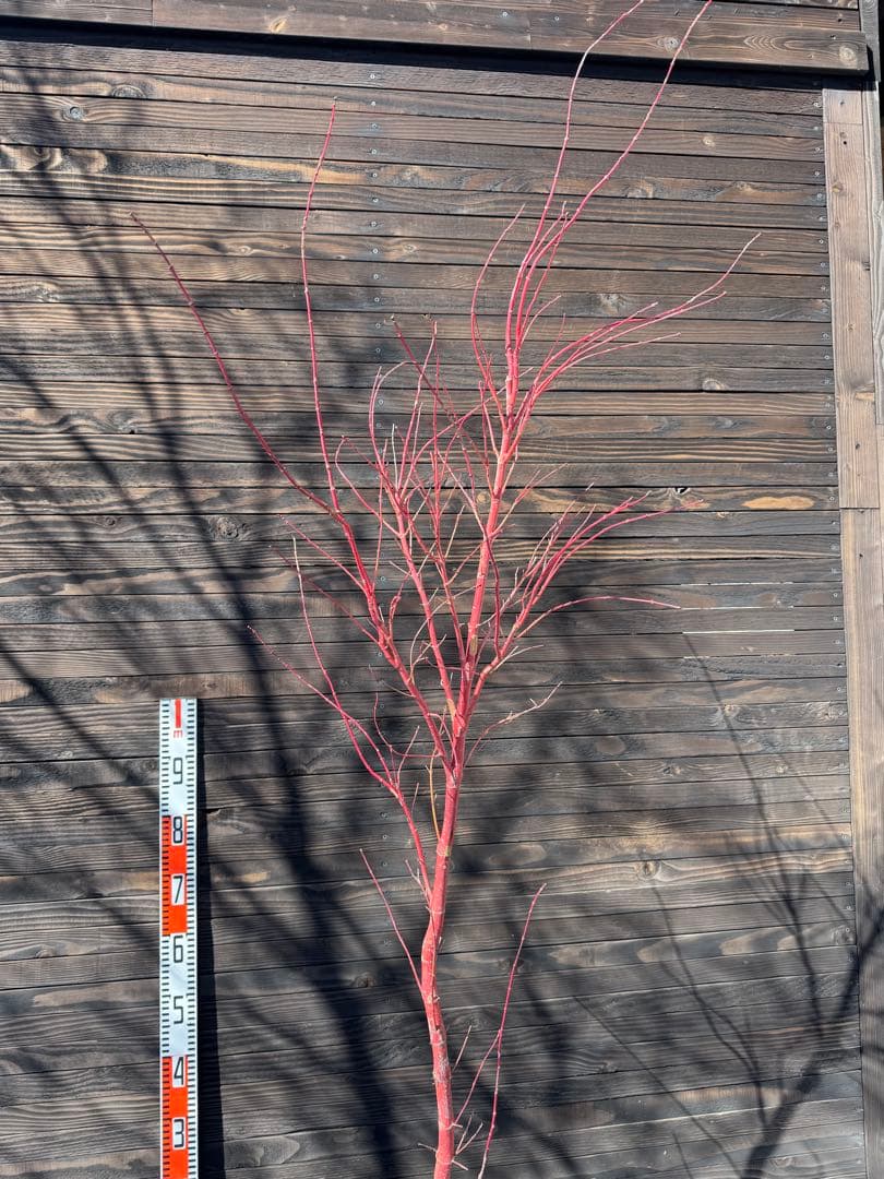 モミジ/サンゴカク（珊瑚閣 ）【現品発送】管理80037