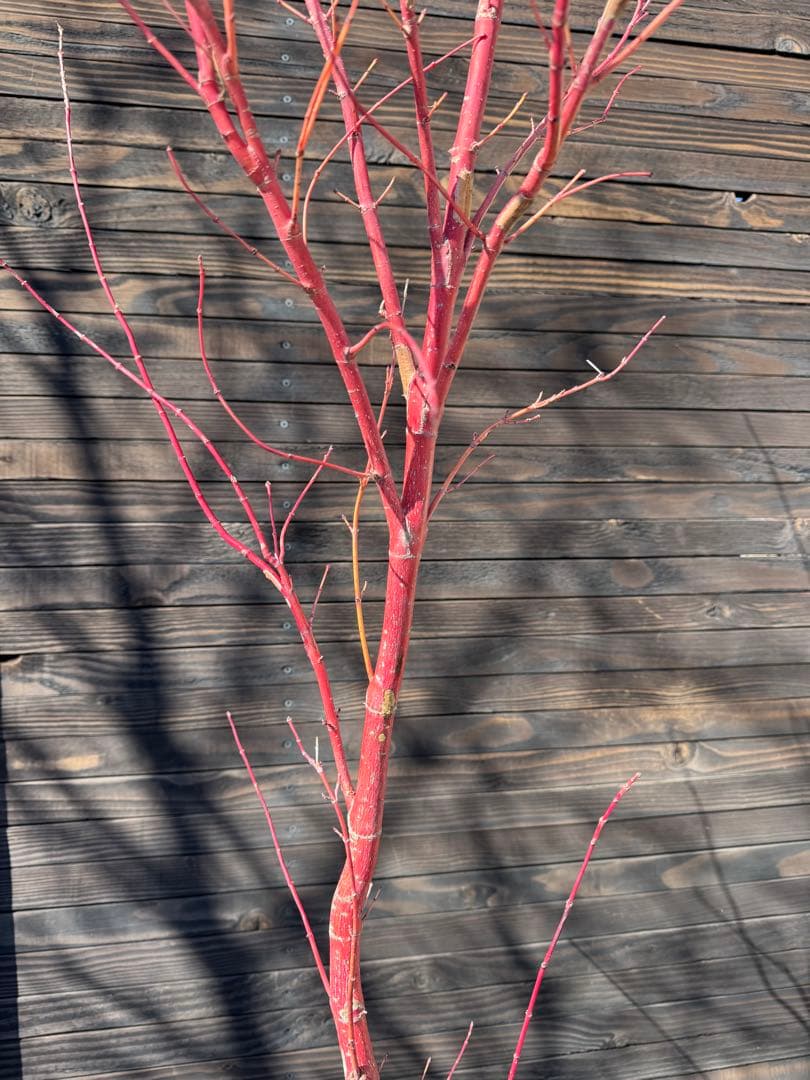 モミジ/サンゴカク（珊瑚閣 ）【現品発送】管理80037