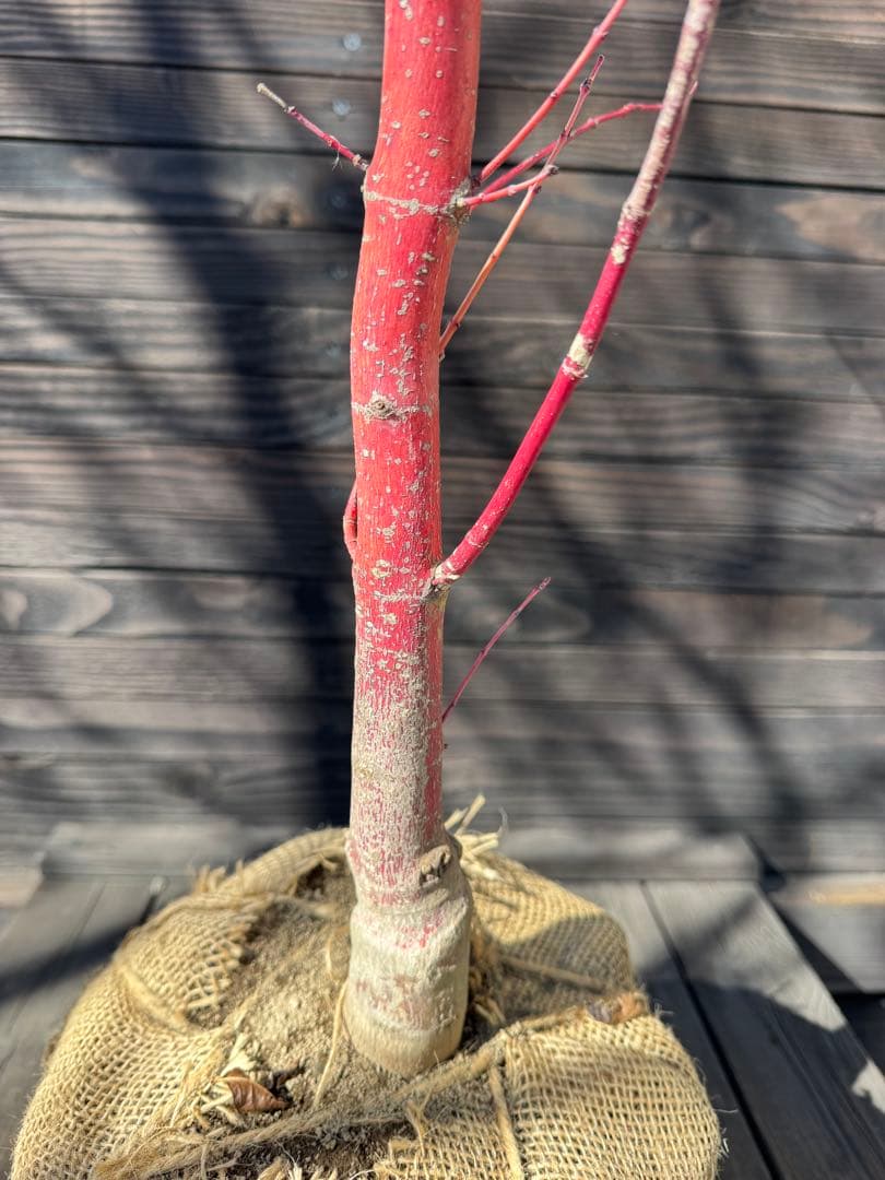 モミジ/サンゴカク（珊瑚閣 ）【現品発送】管理80037