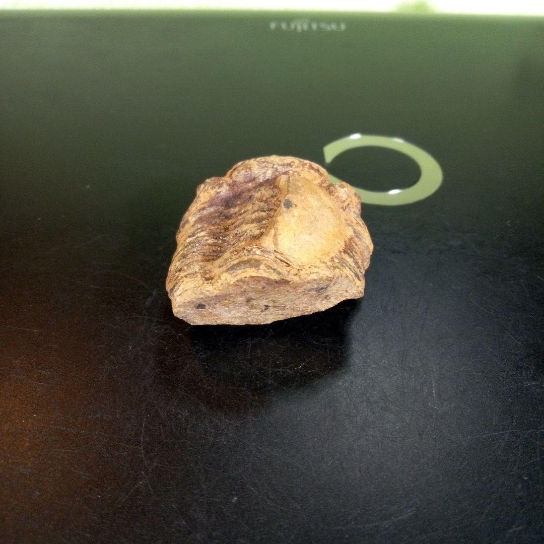 三葉虫　化石　fossil　ボリビア産　trilobite　ノジュール判別②
