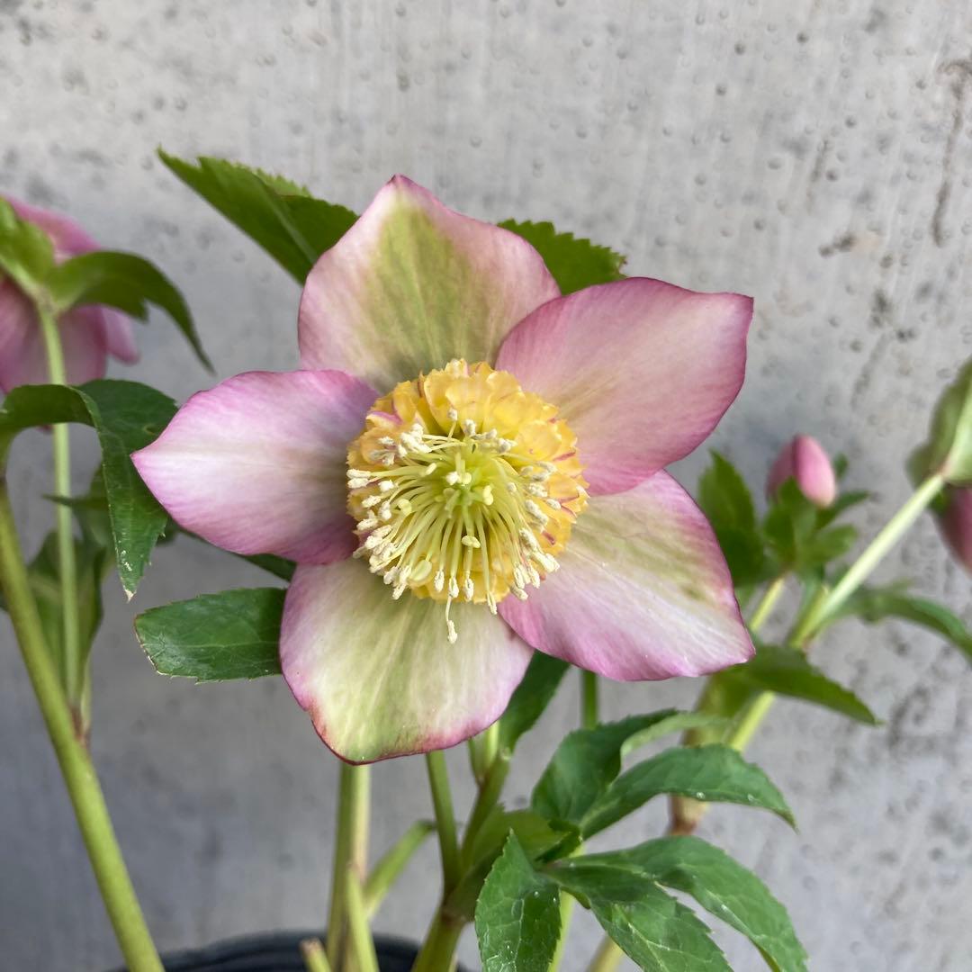 クリスマスローズ５　開花株　4.5寸ポット苗 　認定モーリー