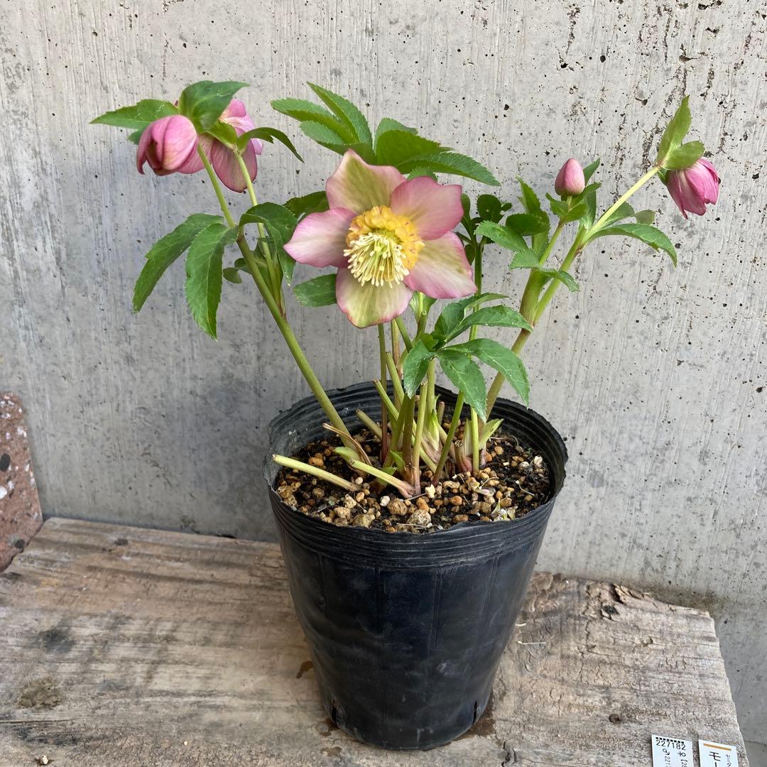 クリスマスローズ５　開花株　4.5寸ポット苗 　認定モーリー