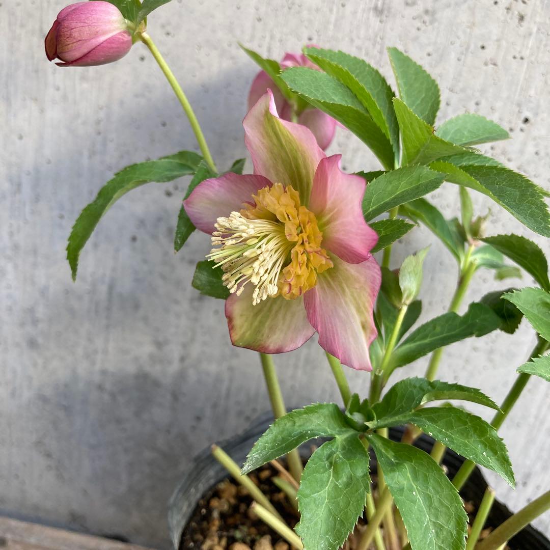 クリスマスローズ５　開花株　4.5寸ポット苗 　認定モーリー