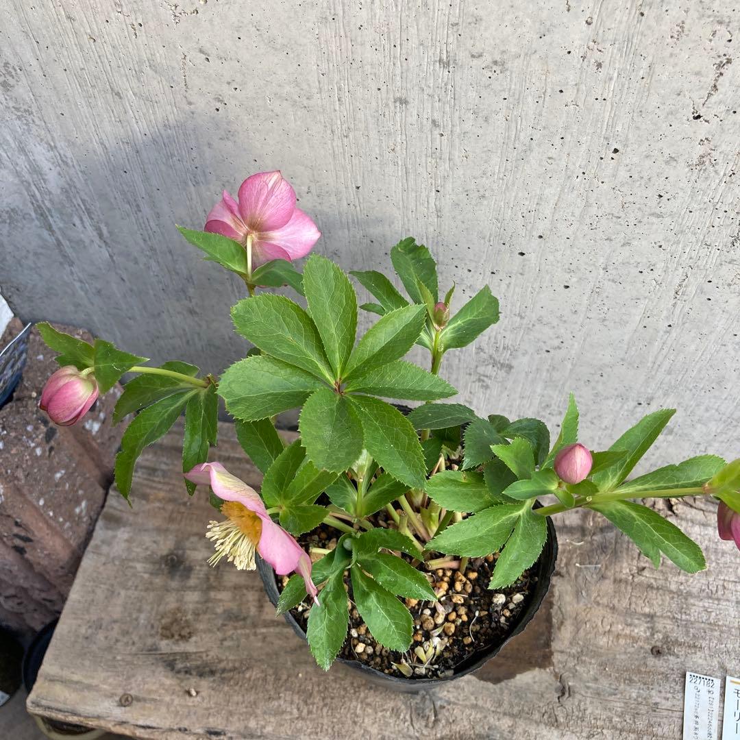 クリスマスローズ５　開花株　4.5寸ポット苗 　認定モーリー
