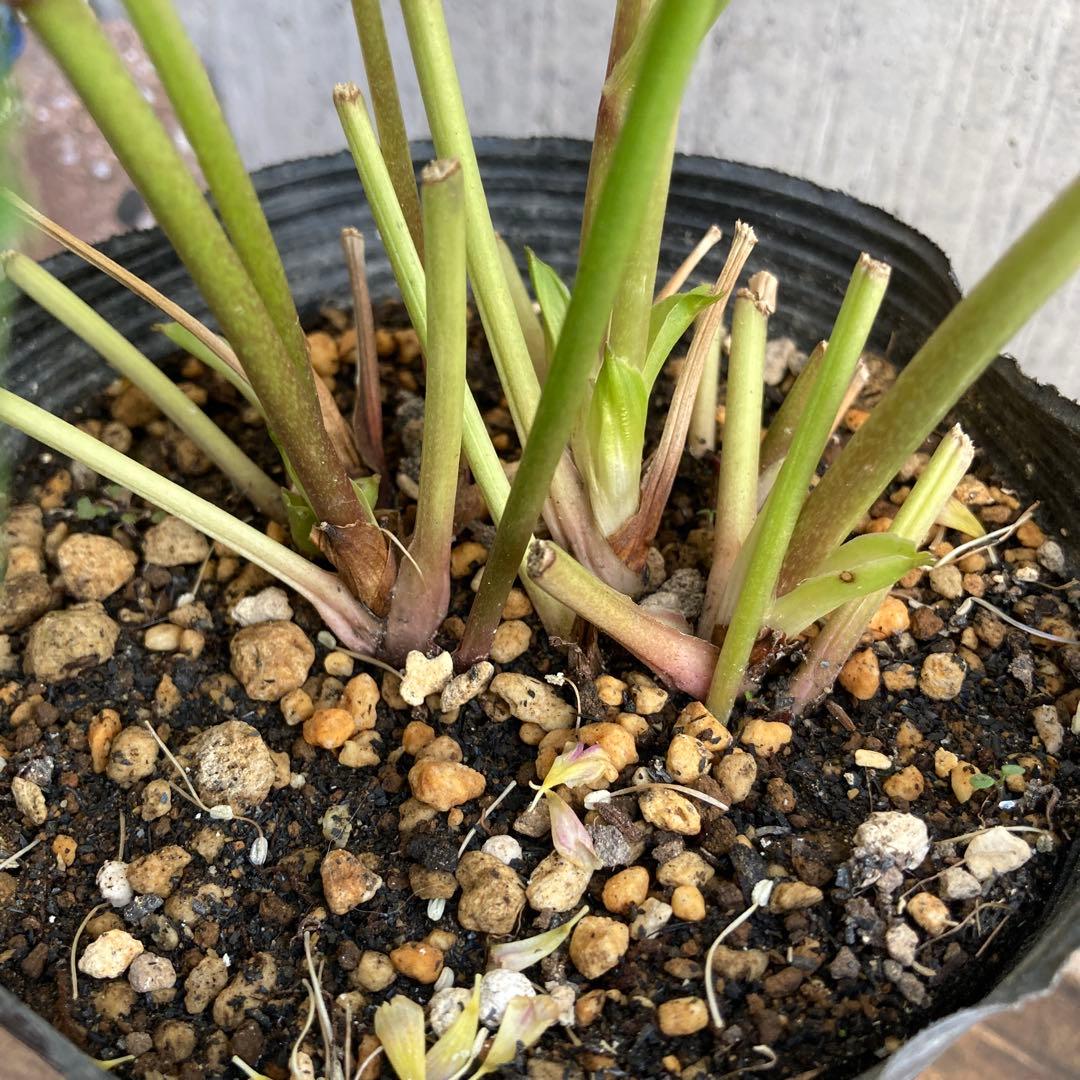 クリスマスローズ５　開花株　4.5寸ポット苗 　認定モーリー