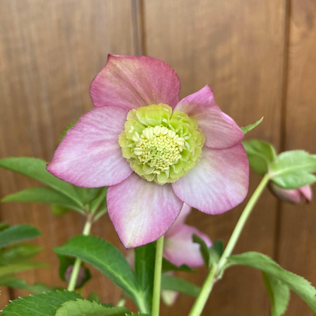 クリスマスローズ５　開花株　4.5寸ポット苗 　認定モーリー