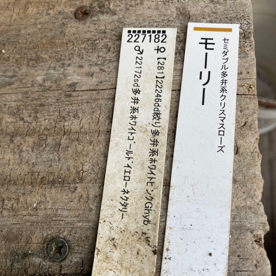 クリスマスローズ５　開花株　4.5寸ポット苗 　認定モーリー