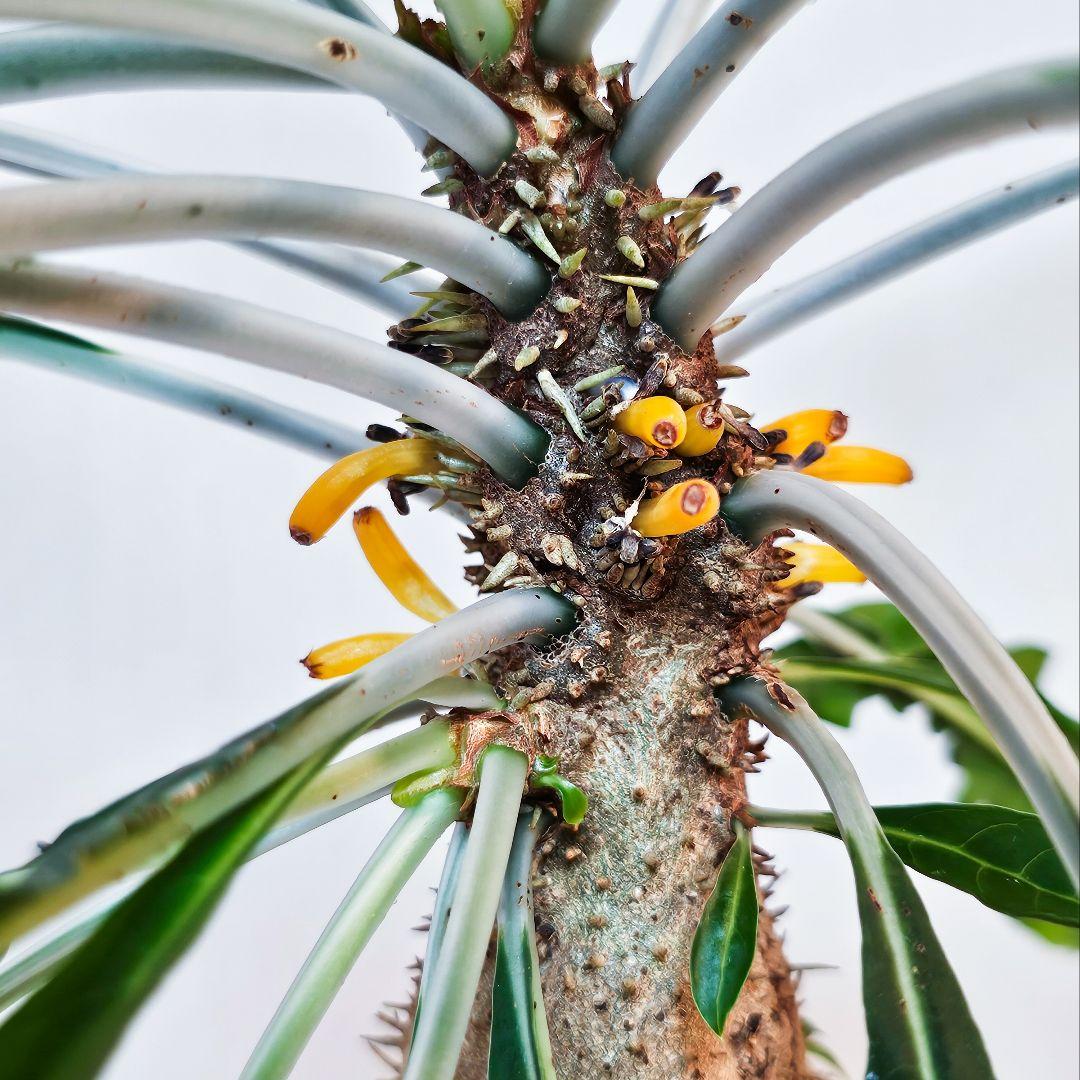 ミルメコディア アラータ myrmecodia alata 実(種子)