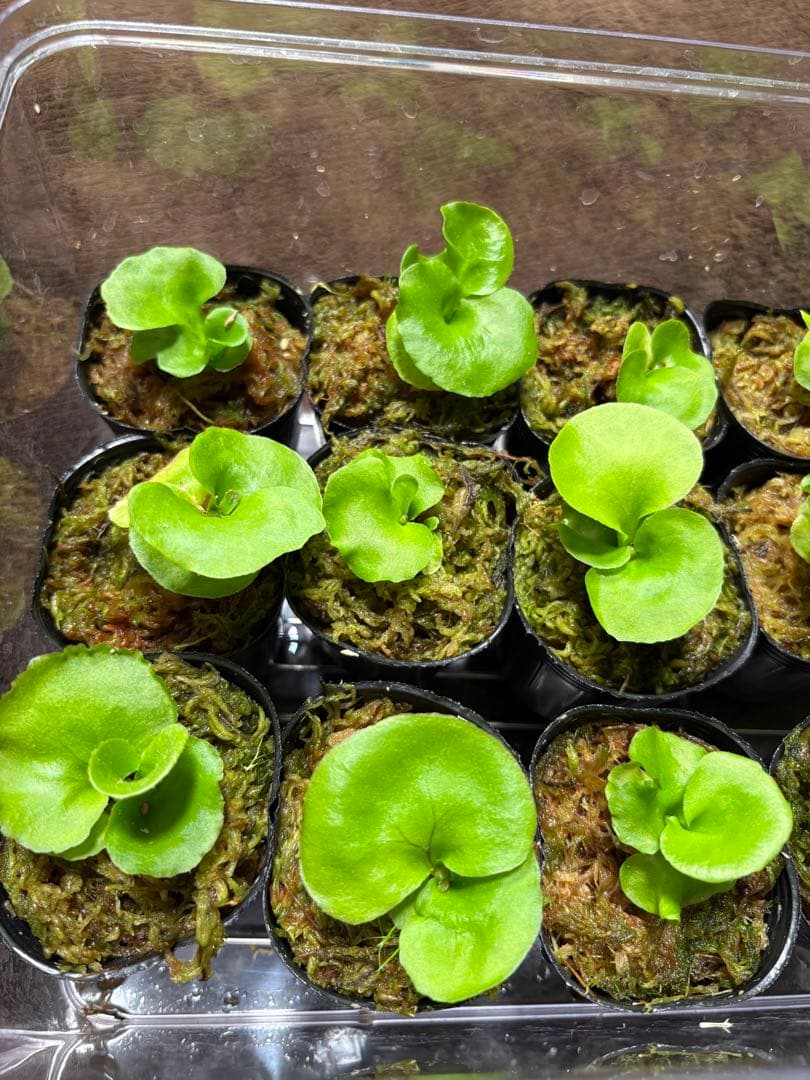 リドレイ　ノーマル15株セット