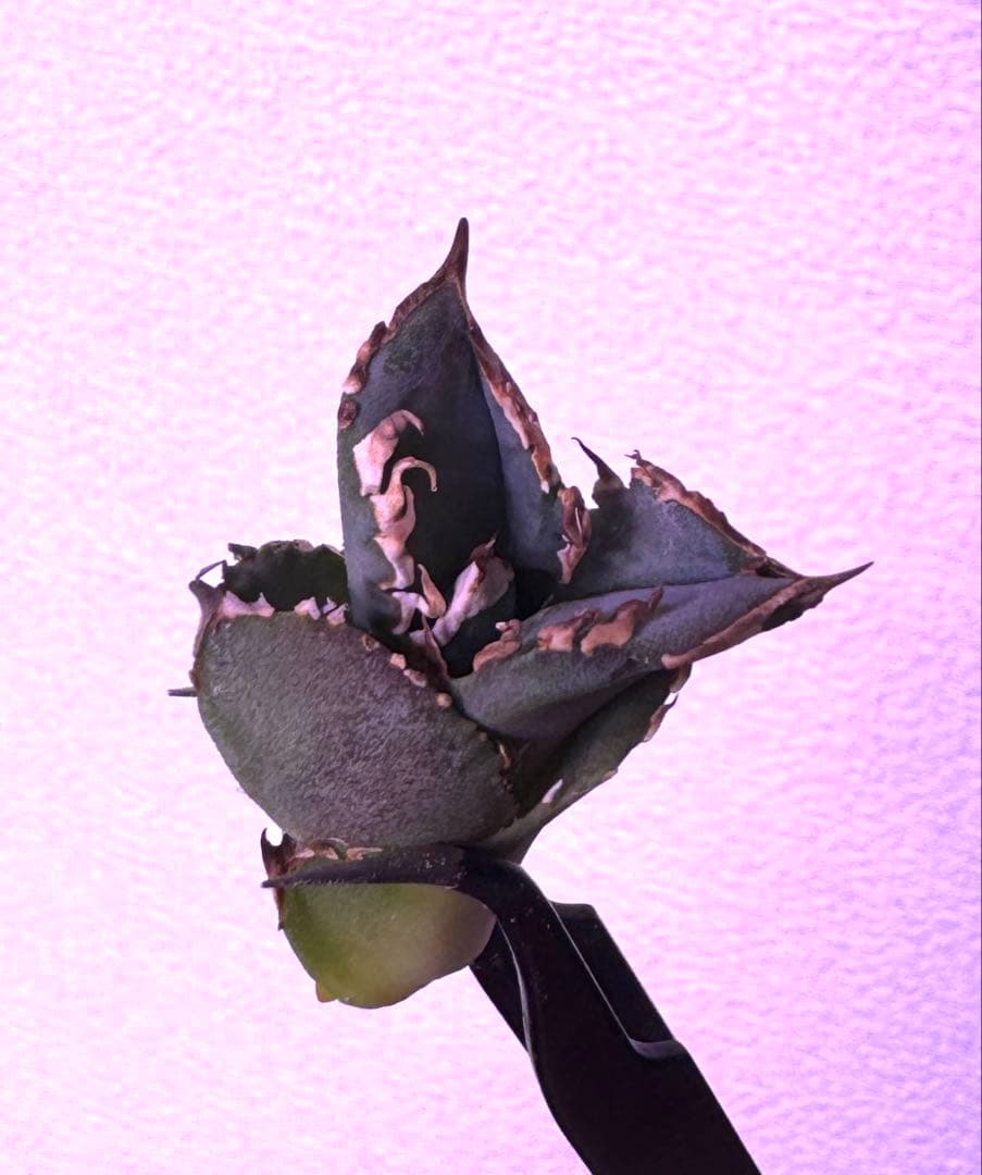 アガベ　cj special NS4 ホオジロザメ　大白鯊