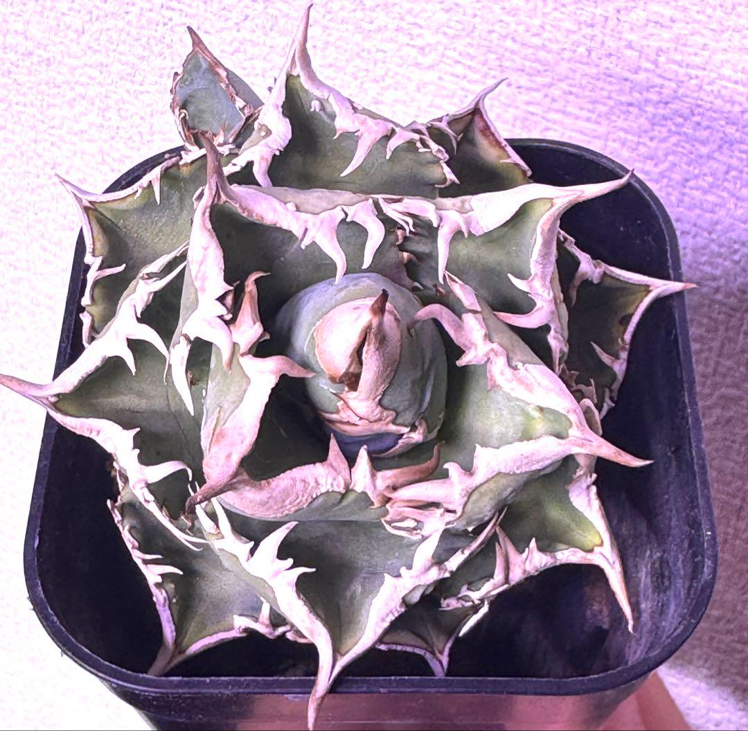 アガベ　cj special NS4 ホオジロザメ　大白鯊