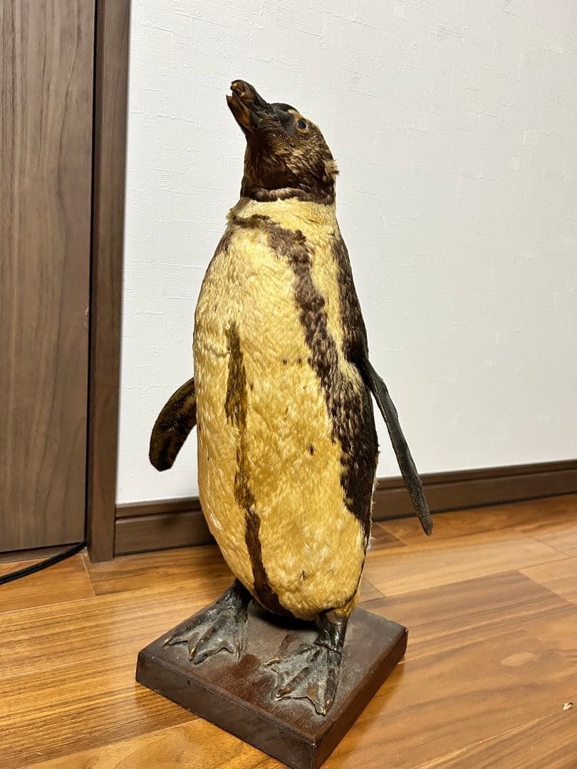 フンボルトペンギン剥製　国際希少野生動物種登録票付き